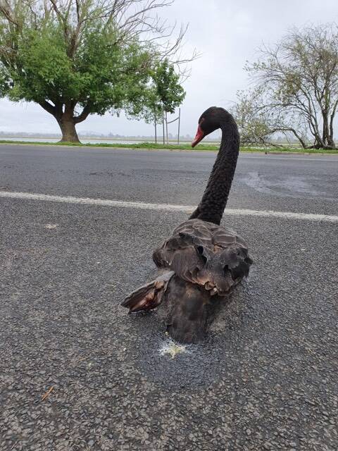 The injured swan on Sunday afternoon. Picture: contributed