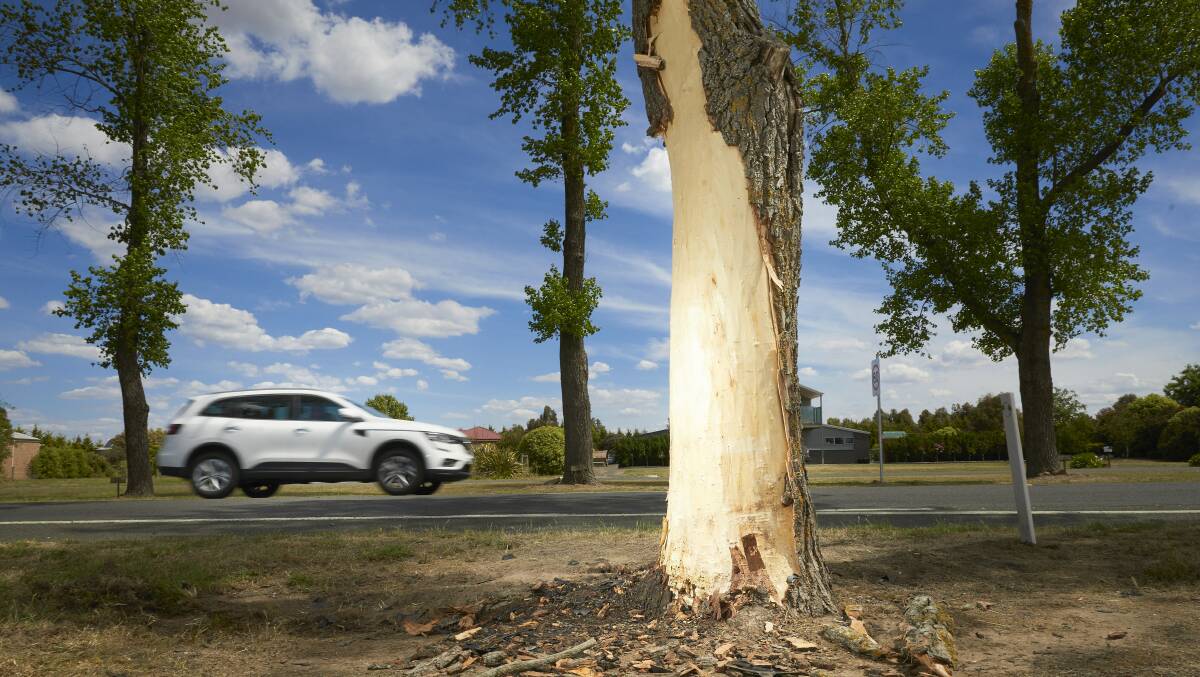 A tree involved in an accident on Remembrance Drive last year. Picture: Luka Kauzlaric