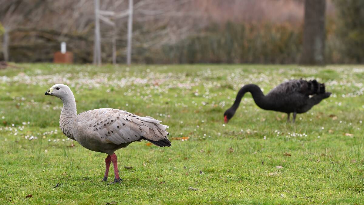 Lake Wendouree's famous Cape Barren Goose with one of his friends earlier this year. Picture: Adam Trafford