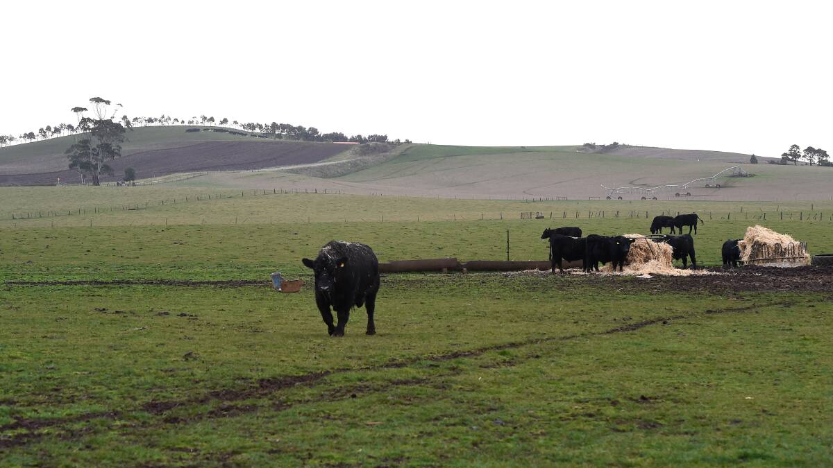 Cattle on a farm in Springbank where 85 metre tall powerlines could be built. Picture: Adam Trafford