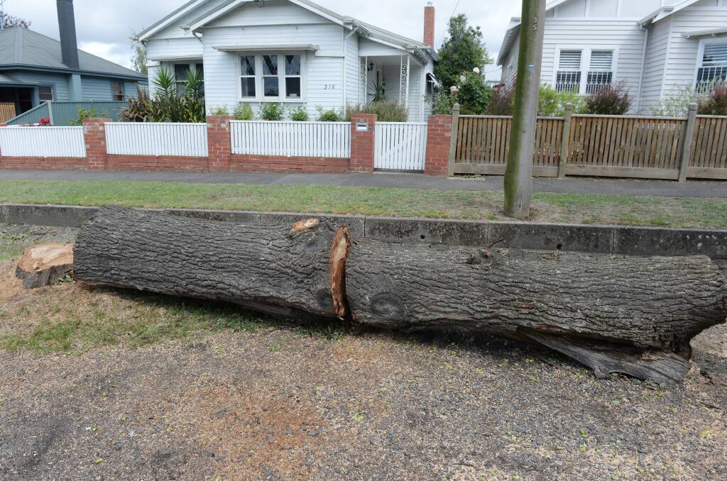 Timber: One of the trees removed on Pleasant Street. Picture: Kate Healy