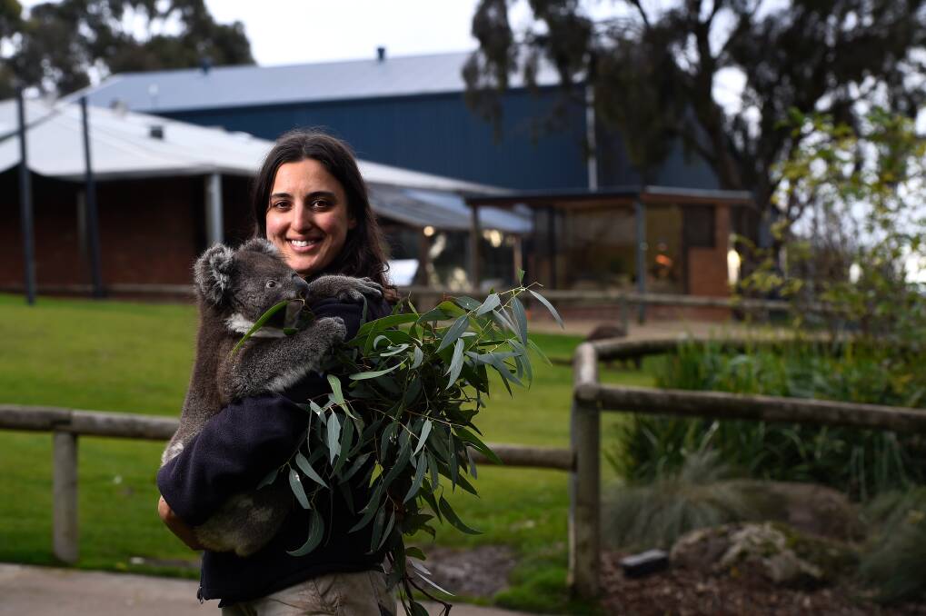 Ramping up: Alfie the koala with keeper Meryem Zeyrek at the Ballarat Wildlife Park. Picture: Adam Trafford