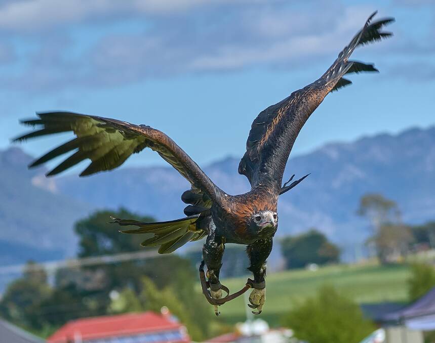 One of Full Flight's eagles in action. Picture: contributed