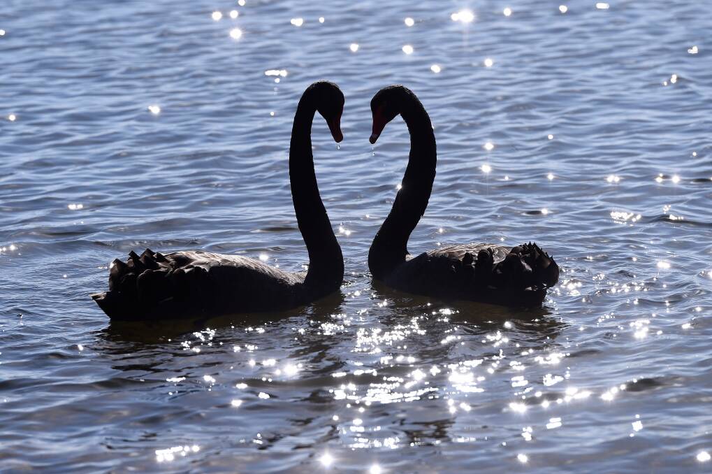 Ballarat's black swans on Lake Wendouree. Picture by Adam Trafford