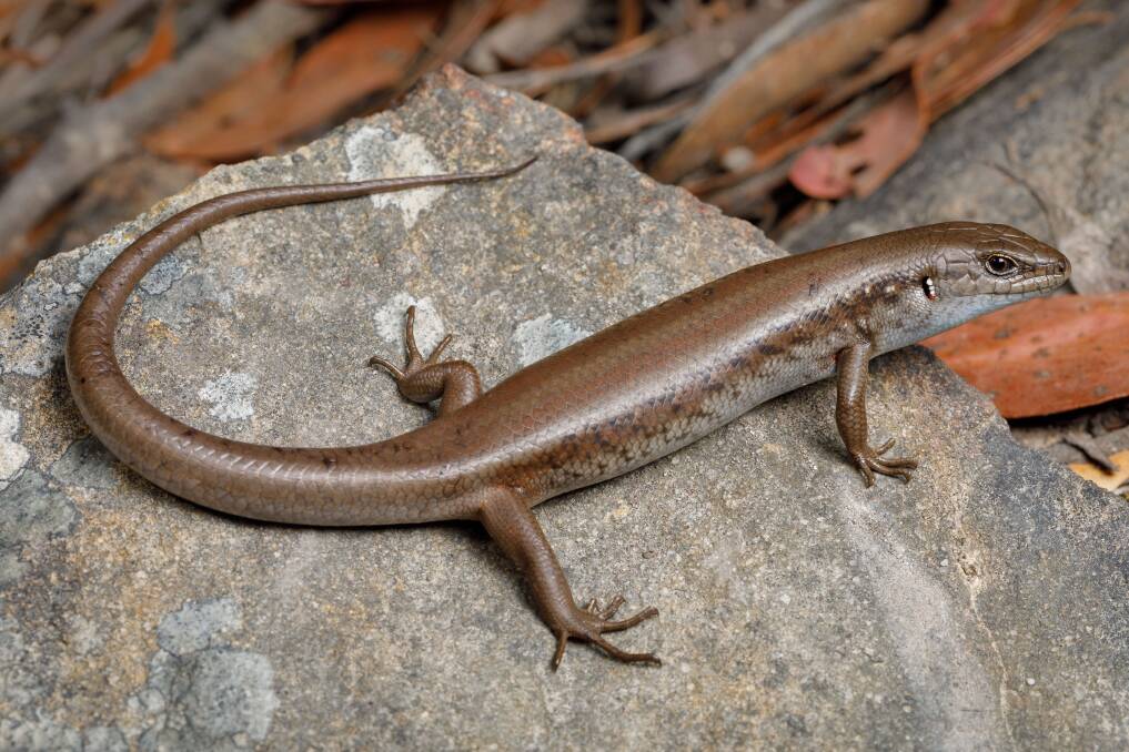 A new friend: An adult mountain skink seen in the Wombat State Forest. Picture: Jules Farquhar