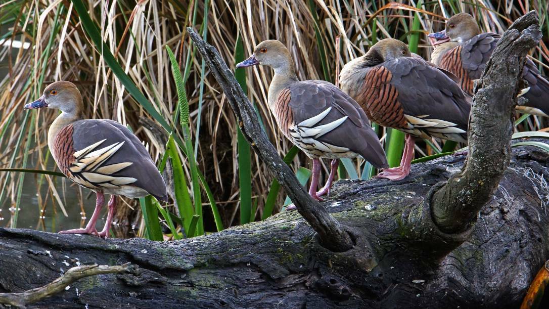 UNUSUAL: Four plumed whistling ducks that visited the North Gardens Wetlands beside Lake Wendouree last week. Picture: Phillip LeMarshall