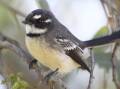 A grey fantail spotted near Ballarat. Picture contributed