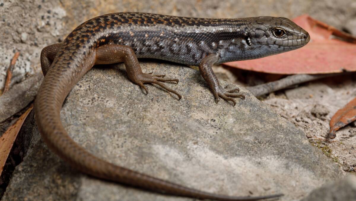 A sub-adult mountain skink. Picture: Jules Farquhar