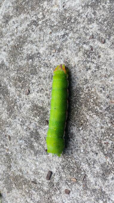A caterpillar spotted in Mount Helen. Picture contributed