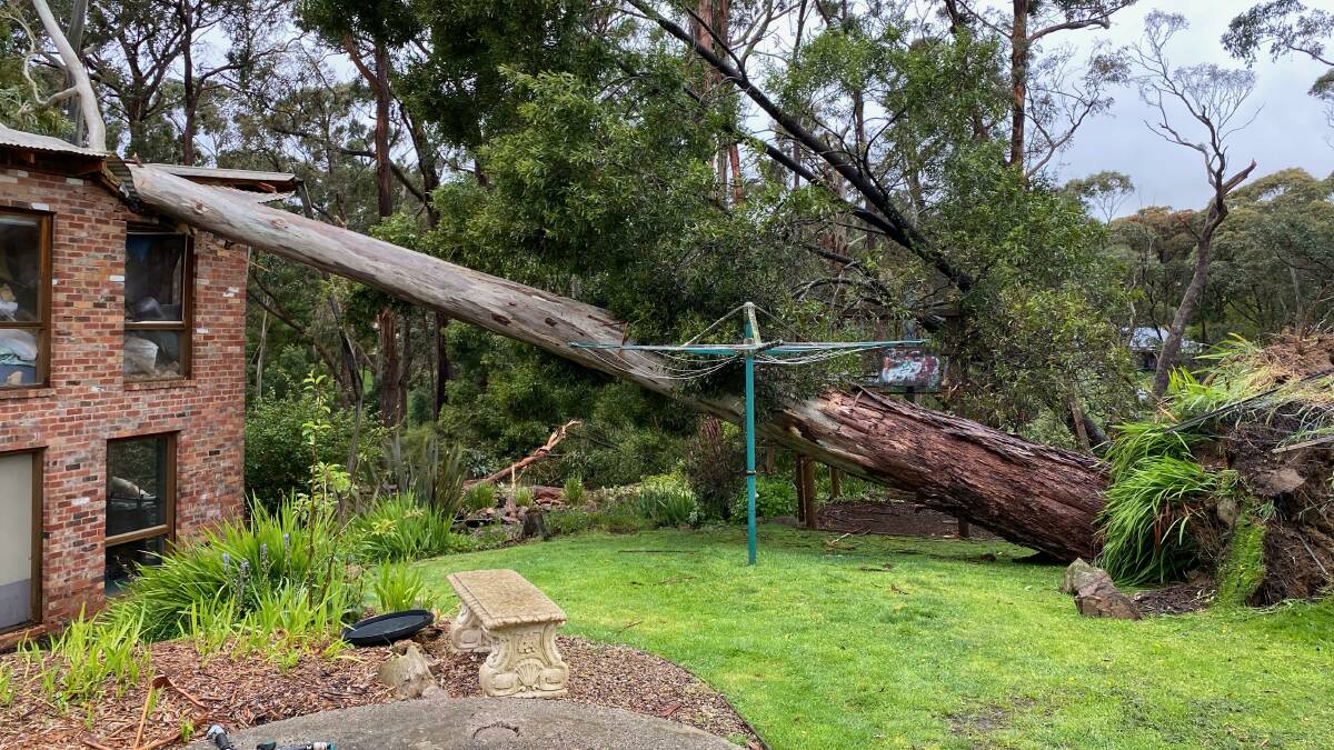 Devastation: The tree that collapsed on the Mickal Trinder's house in Dales Creek during the October storms. Pictures: contributed