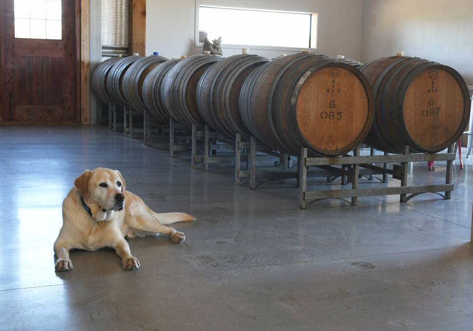 Lookout: Ice the dog at Dollar Bill Brewing. Picture: Lachlan Bence