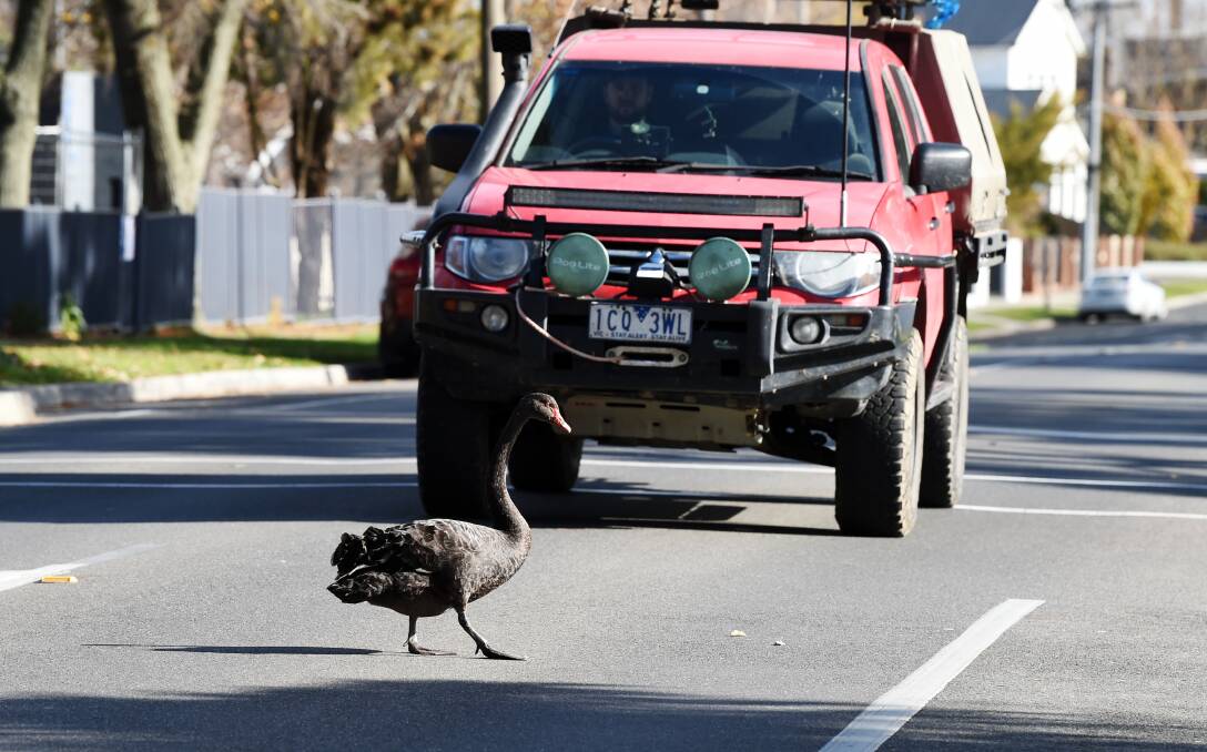 Look out: A swan takes its time crossing the road at Lake Wendouree. Picture: Kate Healy
