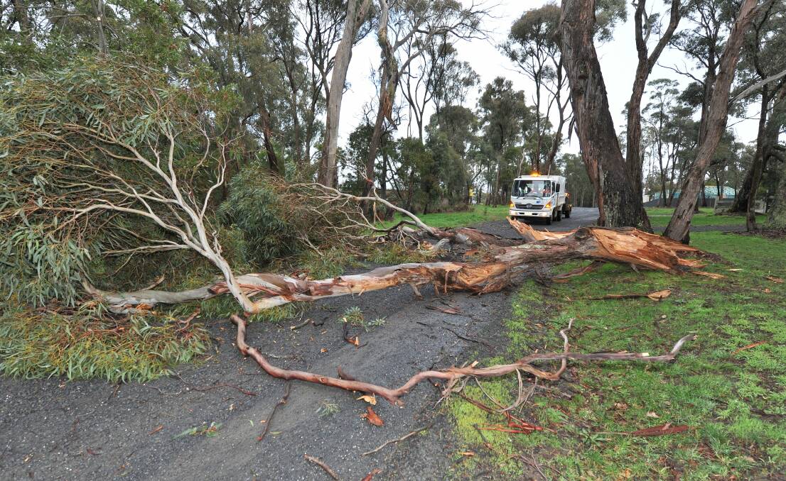 A tree across the road in Palmerston Street, Buninyong.