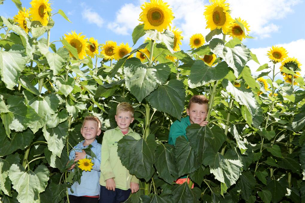 Getting lost: Billy Britt, 5, Jai Britt, 7 and Oscar Britt, 8, in their sunflower paddock. Picture: Kate Healy
