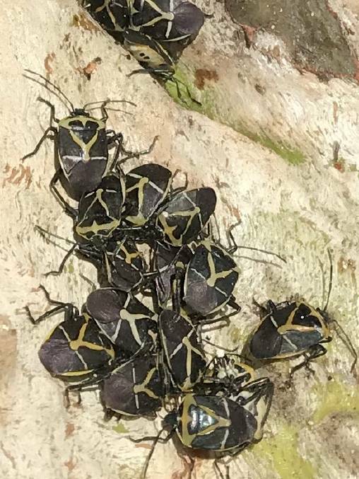 HUDDLE: A bunch of shield bugs spotted recently at Long Point, near Creswick. Picture: Sue McLachlan
