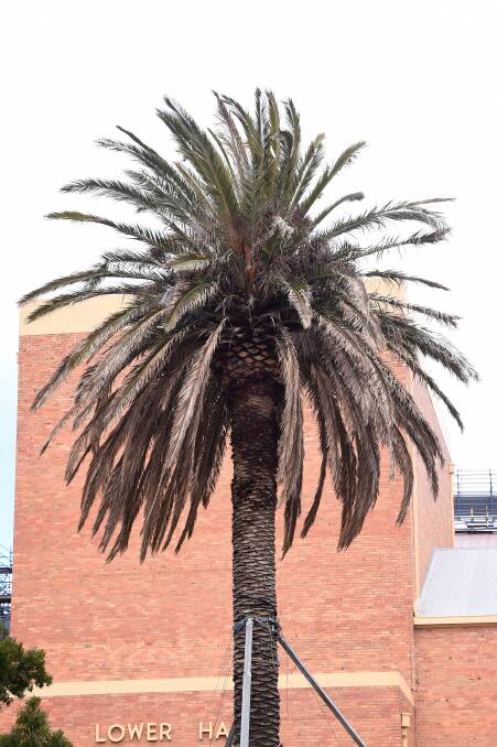 Council says palm trees are doing great