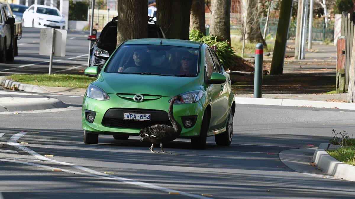 A driver slows as a swan crosses Wendouree Parade last week. Picture: Kate Healy