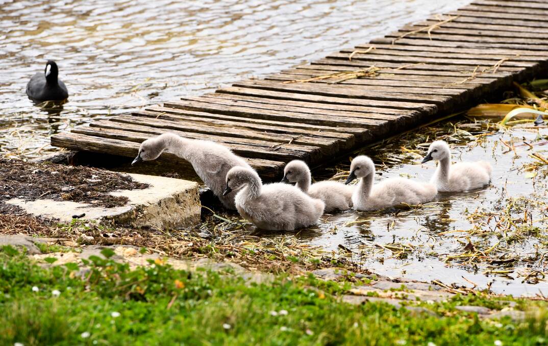 Cygnets in late 2019. Picture: Adam Trafford