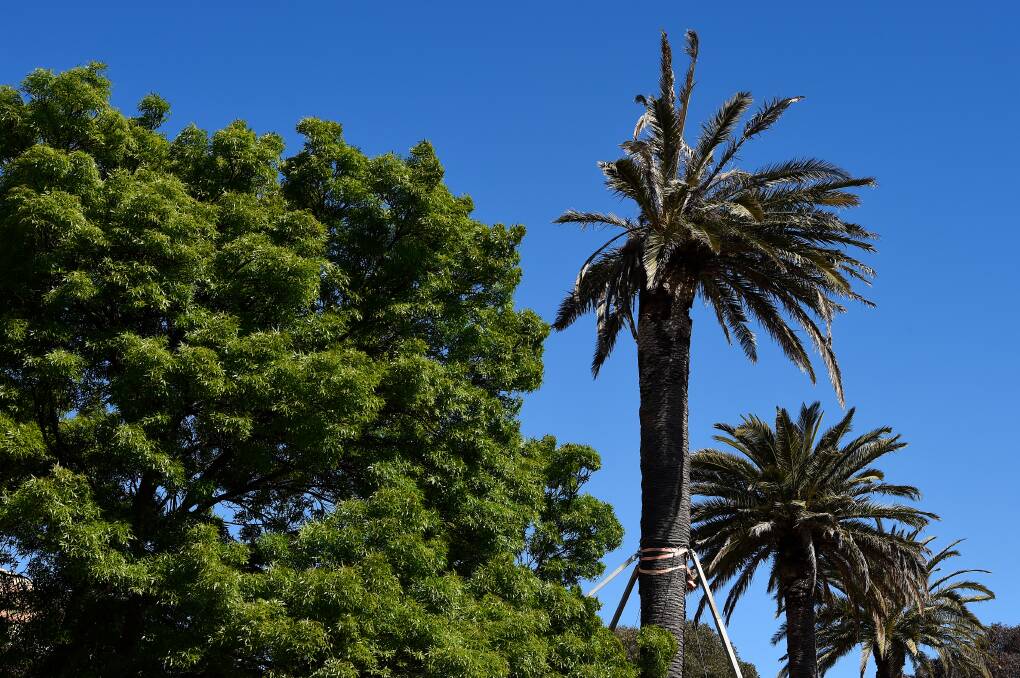 Deceased: The northern-most palm tree looking unwell on Monday. Picture: Adam Trafford