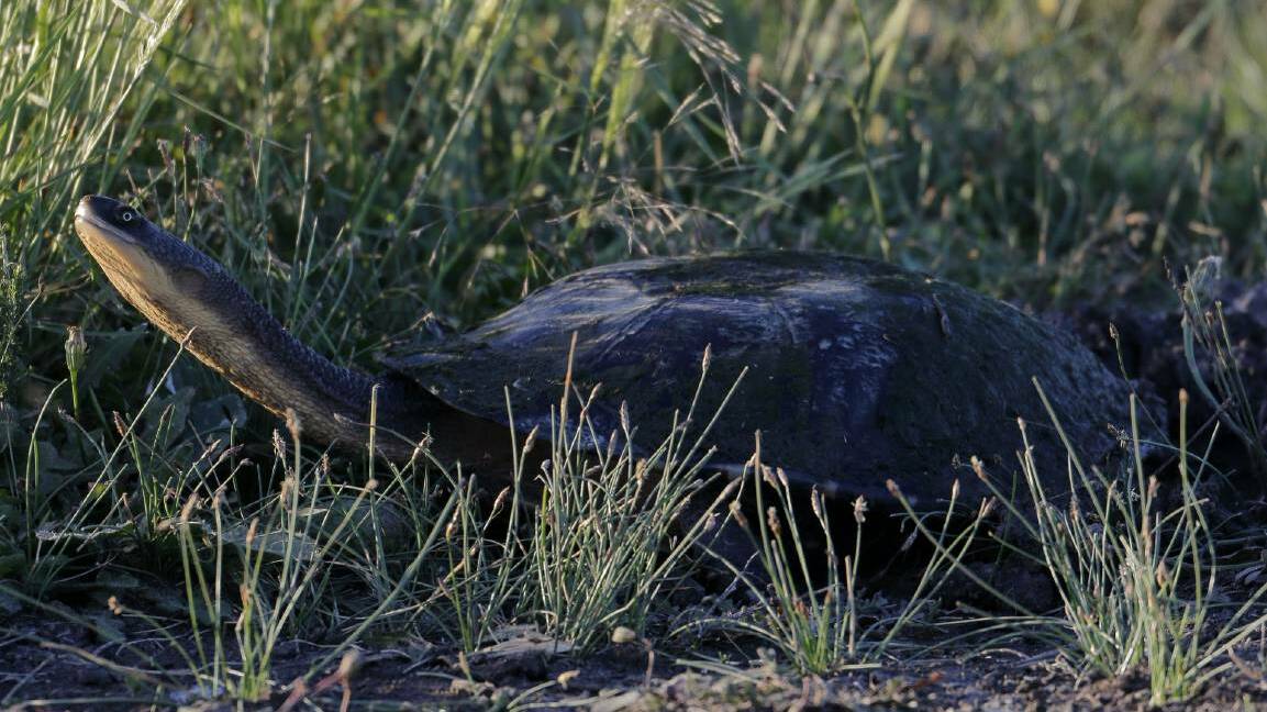 REStING: A long-necked turtle spotted at Lake Wendouree. The area's turtles are now hibernating for the winter. Picture: Ed Dunens