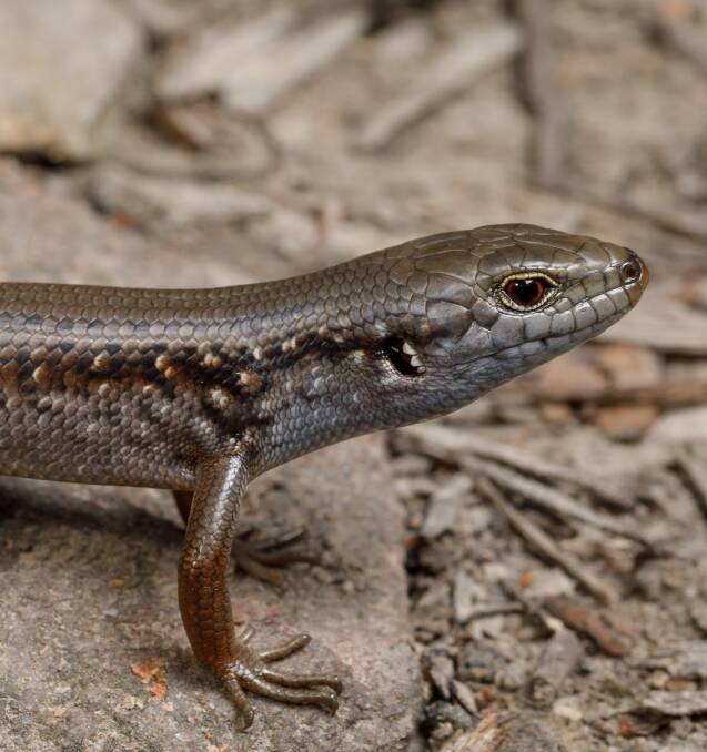 What are you doing here: A juvenile mountain skink found in the Wombat State Forest. Picture: Jules Farquhar