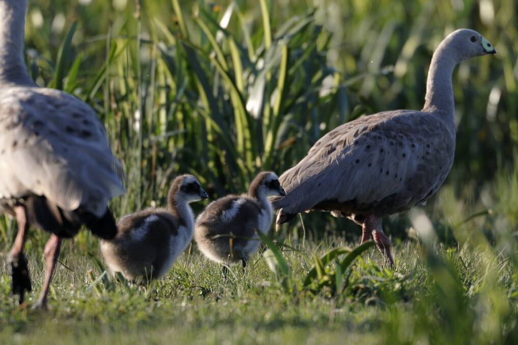  Cape Barren geese goslings spotted at Lake Wendouree. Picture by Ed Dunens