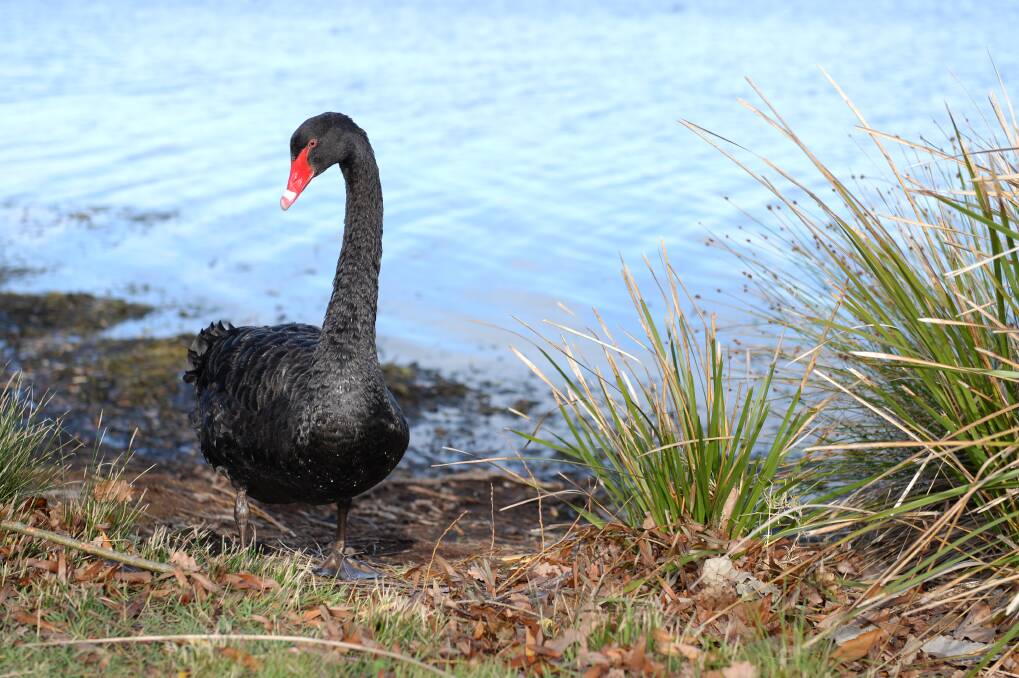 A black swan at Lake Wendouree. Picture: Kate Healy