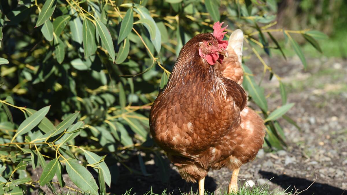 Golden Plains poultry owners have housing period extended