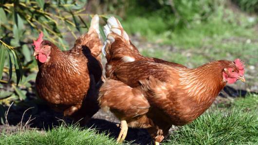 Poultry farm applies for $1.8 million expansion