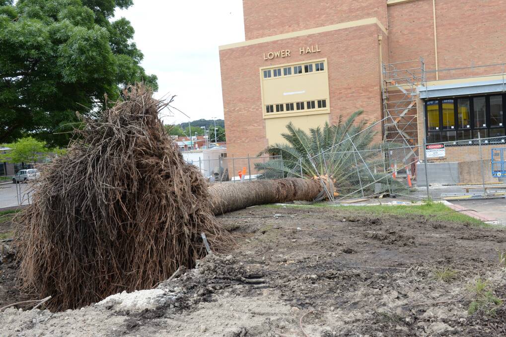 Resting: The fallen palm tree last year. Picture: Kate Healy