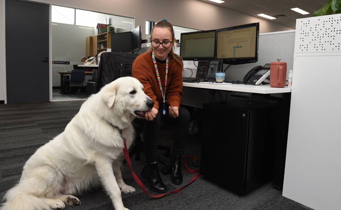 Well-behaved: Retail operations coordinator Tayla Porter with Ollie in the new office. Picture: Kate Healy