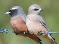 A pair of White-browed Woodswallows, with the male on the left and female on the right. Picture by Doug Wilson.