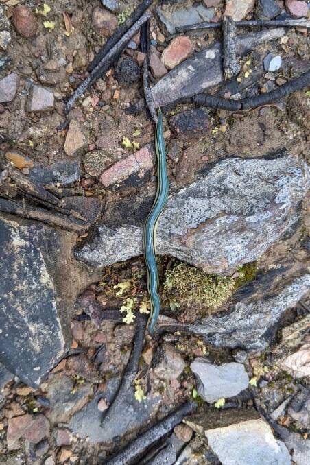 The blue flatworm likes damp conditions. Picture contributed.