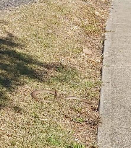 BIG BOY: Oli Caz captured this photo of two big brown snakes on Calala Lane last week. Photo: Oli Caz