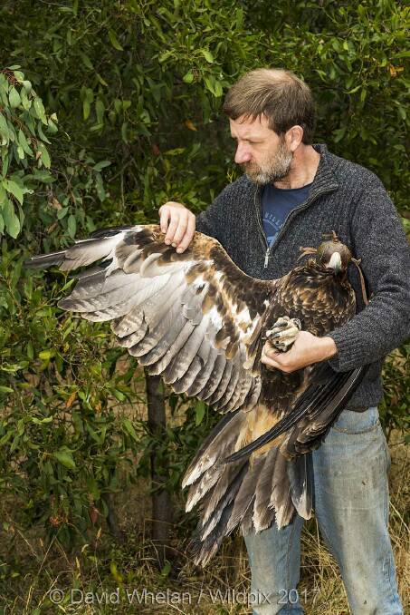 Set to soar: Martin Scuffins with the wedge tailed eagle that has recently been released into the wild after receiving treatment at his sanctuary. Picture: David Whelan. 