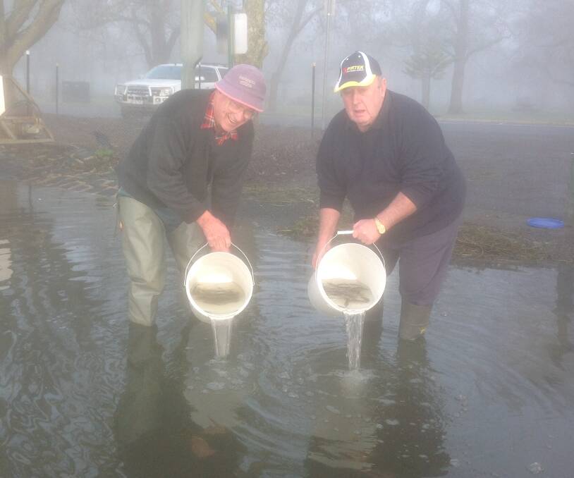 Volunteers Bob Cartledge (left) and Brian Woodyat (right) releasing the last of the 6000 Brown Trout yearlings for 2016 into Lake Wendouree.