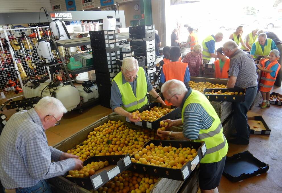 Pick of the bunch: Members of the No. 23 Masonic Social Committee ready fruit for sale in Delacombe, with money heading to local charities including the 3BA Christmas in July appeal and the Cops 'N Kids Camp.