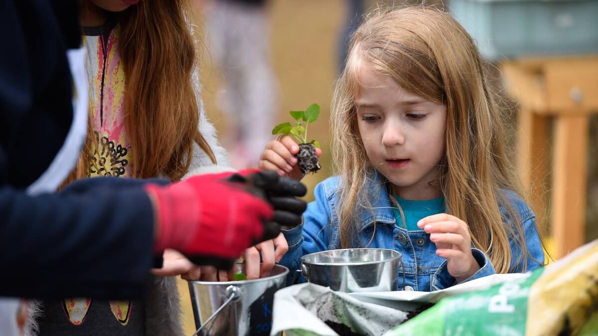 Thriving: Adele, 5, takes part in the Pot a Plant at the Ballarat Begonia Festival, with the help of BotaniKIDS volunteers on Monday. Picture: Adam Trafford
