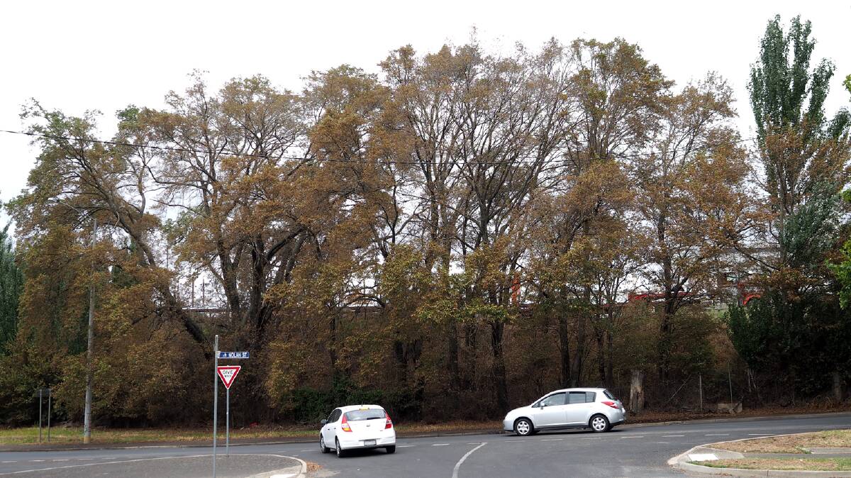 Brown but not out: Much of the foliage on the Ligar Street trees have been damaged, but arborculturalists say it takes multiple years of infestation to kill trees. 