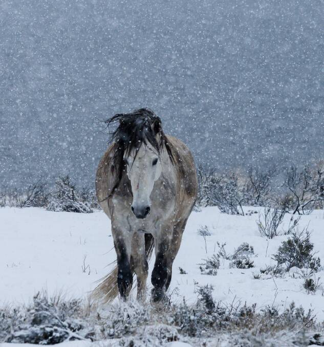 Winter winner: Ballarat photographer Donna Crebbin is nominated for an Australian Geographic Nature Photographer of the Year award for her photo 'Revered', taken in the Snowy Mountains. Picture: Donna Crebbin