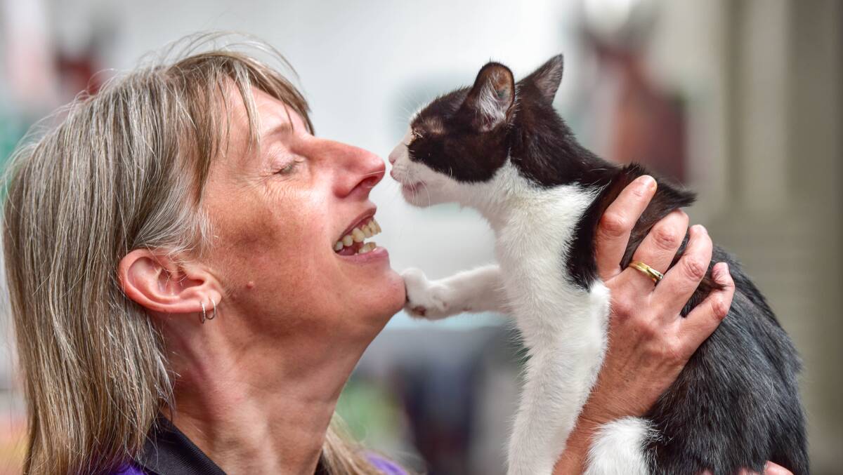 Kitten kisses: Brenda Guy of Chez Guy Small Animal Rescue holds Newton the Kitten aloft. Picture: Brendan McCarthy