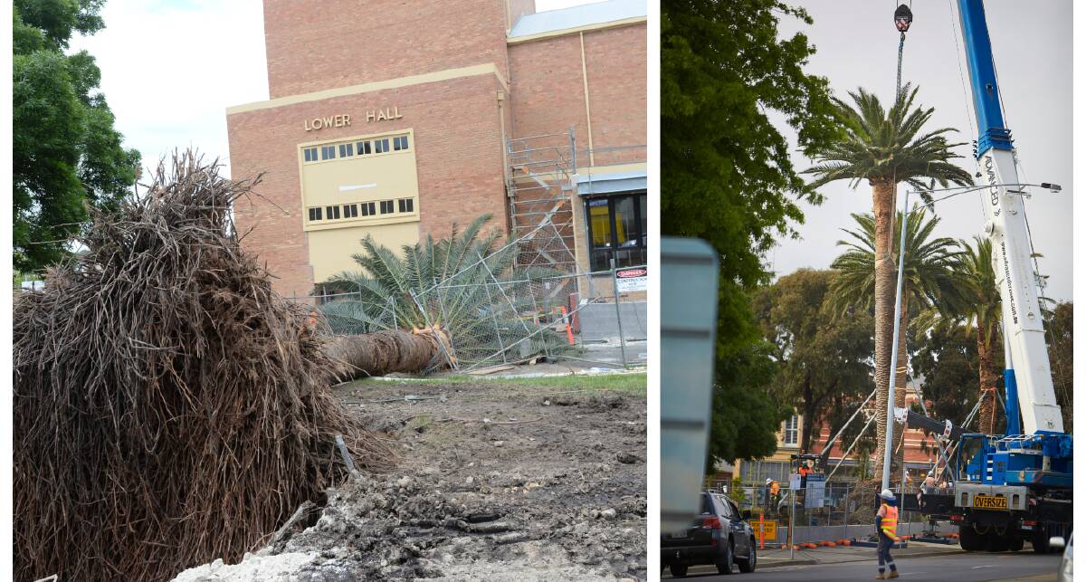 Standing tall: The tree after suddenly collapsing through safety fences on Friday afternoon (left), and while being re-erected by cranes on Saturday (right). Pictures: Kate Healy and Luka Kauzlaric