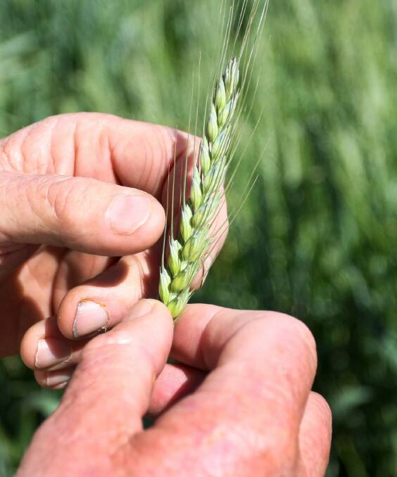 CONCERN: Scientists have confirmed wheat samples from Horsham, Kaniva, Yaapeet and Nhill contained Russian wheat aphid.