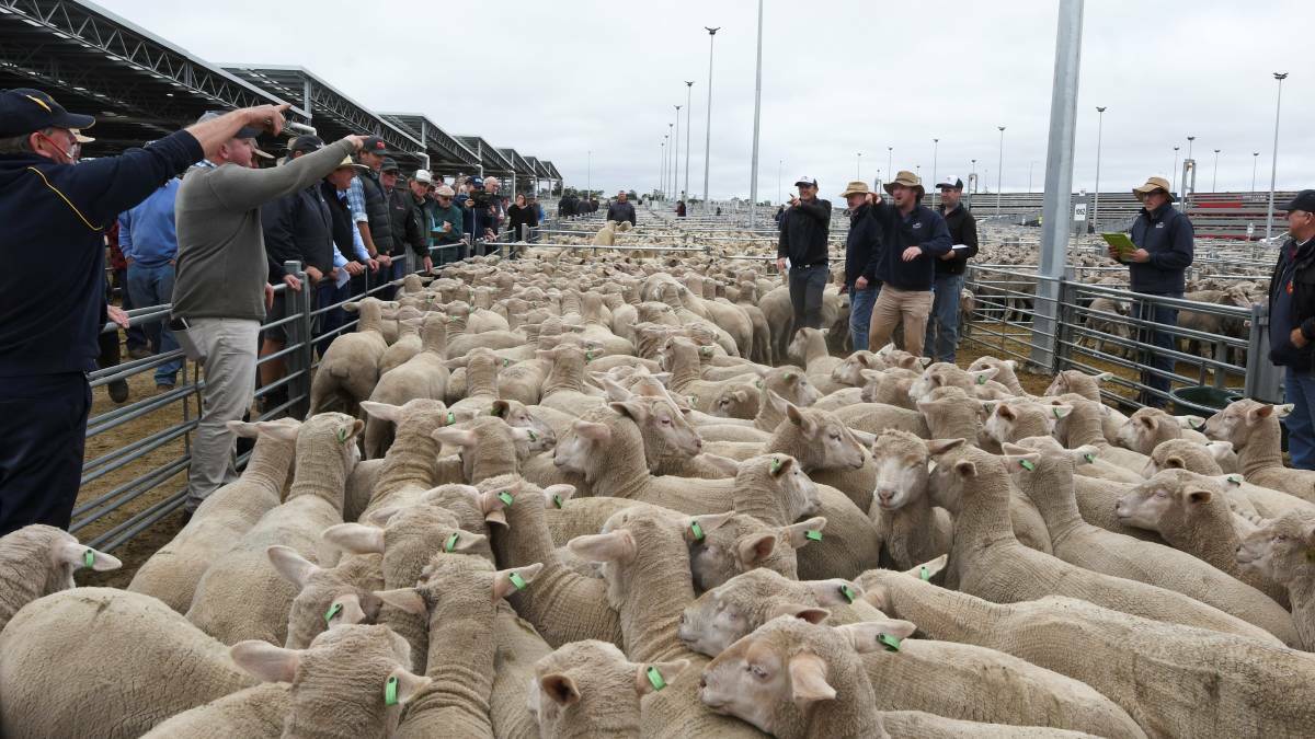 SMELL: The majority of complaints come during and after Tuesday's sheep sales. Picture: Lachlan Bence.