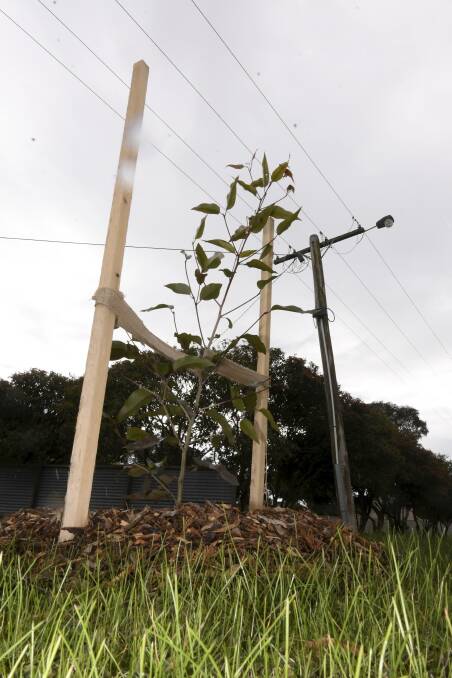 GROWTH: A collection of trees in Miners Rest have been positioned under power lines, despite the fact they will grow far taller than the power lines. Picture: Lachlan Bence. 