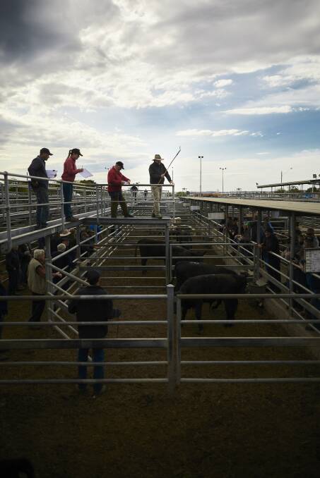 SALE: The final cattle sales brought out young and old. Picture: Luka Kauzlaric. 