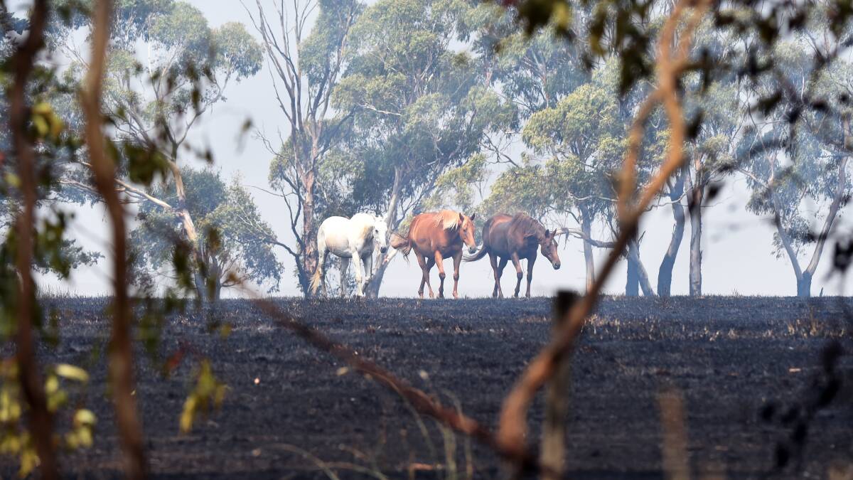 SURVIVE: Three horses return to their property after it was hit by a grass fire. Picture: Kate Healy.