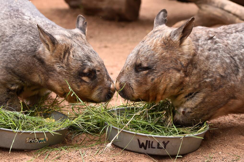 YOUNG LOVE: Young wombats Willy and Nulai. Picture: Adam Trafford.