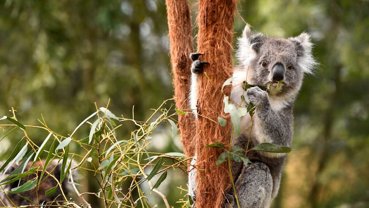 One of the koalas at the Ballarat Wildlife Park. Picture: Adam Trafford.
