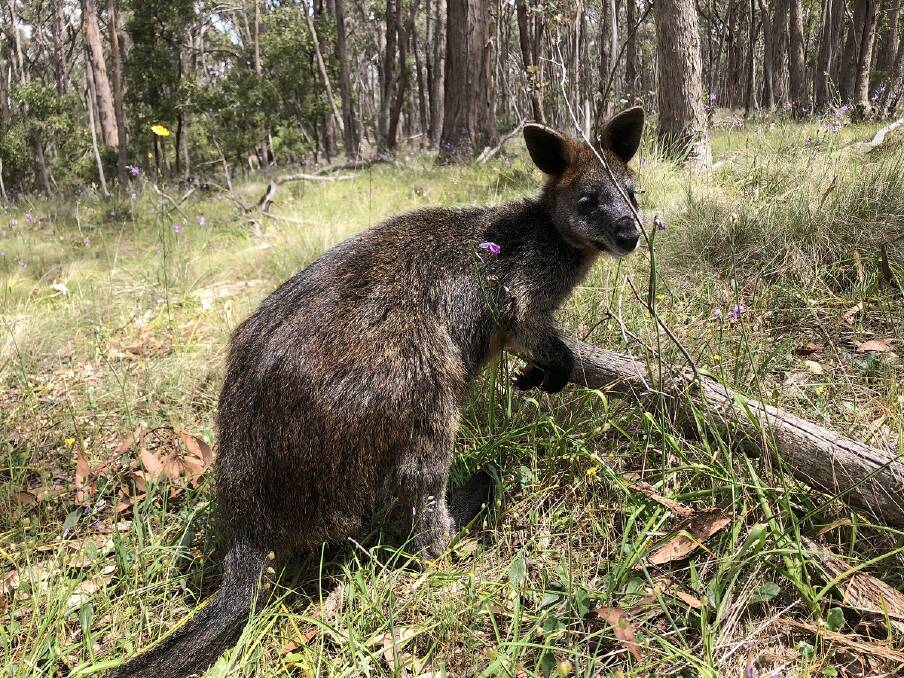 HOME AT LAST: Louie the wallaby has been released back into his environment. Picture: Manfred Zabinskas.